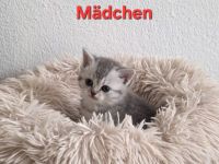 Bkh kitten, bkh Kätzchen, Katze