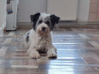 Towser - ein Hund zum Verlieben