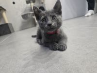 Wunderschöne Russisch Blau Kitten – Aus liebevoller Familienaufzucht