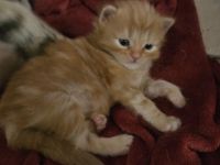 Reinrassige Sibirische Waldkatzen Kitten