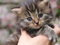 Reinrassige Sibirische Waldkatzen Kitten