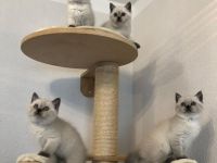 Süße BKH Blue Point Kitten reinrassig