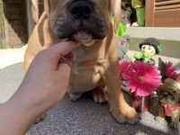 Die schönste Welpen Amer. Bulldoge zum verkaufen