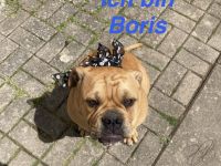 Die Welpen A.Bulldog zum verkaufen