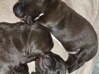 Deutsch drahthaar x Labrador