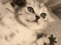 Reinrassige BKK Kitten mit Impfpass.