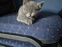 4 russisch blau Kitten