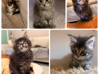 Maine Coon Kitten