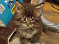 Kleine Flauschpopos suchen ...