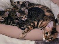 3 Wunderschöne Reinrassige Bengalkitten mit Aussagekräftigen Rosetten in brown/Silber tabby spotted