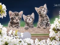 3 Wunderschöne Reinrassige Bengalkitten mit Aussagekräftigen Rosetten in brown/Silber tabby spotted