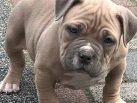 Amerikanischer Bully