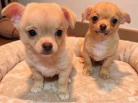 2 Chihuahua-Rüden (Wurf 13.11.2025) – creme & fawn – 950 € VB