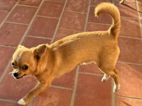 2 Chihuahua-Rüden (Wurf 27.05.2025) – rehfarben – 850 € VB