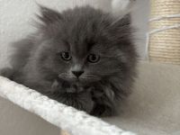 2 süße Britisch Langhaar / Kurzhaar Kitten ab Juni abzugeben