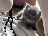 4 süße Britisch Langhaar / - Kurzhaar Kater ab Juni abzugeben