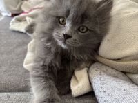 3 süße Britisch Langhaar Kater ab Juni abzugeben