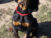 Zauberhafte Gordon Setter Welpen