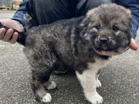 Flauschiger Teddy Aluna sucht Zuhause