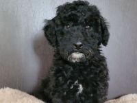 Traumhafte Cockapoos F1b Laboklin getestet suchen neuen Kuschelplatz
