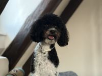 VDH Deckrüde Harlekin Zwergpudel – Bruno