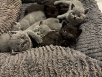 Bkh Kitten