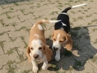 Beaglewelpen reinrassig  mit Papieren