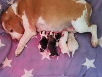 Beaglewelpen reinrassig  mit Papieren