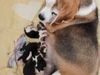 Beaglewelpen reinrassig  mit Papieren