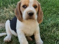 Beaglewelpen reinrassig  mit Papieren