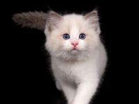 Aktueller Ragdoll Wurf & Ausblick unserer Zucht