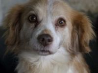 Milona, geb. ca. 10/2020, lebt in GRIECHENLAND, auf einer privaten Pflegestelle