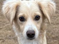 Hazel, geb. ca.02/2025, lebt in GRIECHENLAND, auf einer privaten Pflegestelle