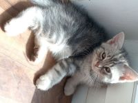Katzen