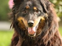 Wer schenkt HOLLY ein schönes Zuhause...