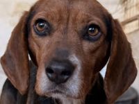 Isotta, geb. ca. 02/2022, lebt in GRIECHENLAND, auf einer privaten Pflegestelle