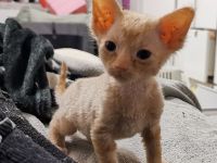 Süße Don Sphynx Kitten