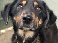 Seli, geb. ca. 02/2021, lebt in GRIECHENLAND, auf einer privaten Pflegestelle