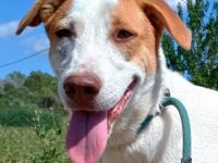 Doria, geb. ca. 12/2024, lebt in GRIECHENLAND, auf einer privaten Pflegestelle