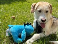 Lasko sucht ein Zuhause...