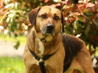 Jango sucht sein Für-Immer-Zuhause!