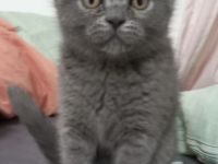 20 Wochen altes Kitten