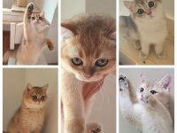 .BKH Kitten black-golden-shaded / blue-golden-shaded reinrassig mit exzellentem Stammbaum