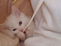 Wunderschönes Angora Katerchen