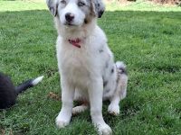 Australian Shepherd Welpen