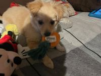 Mini Spitz Mischling