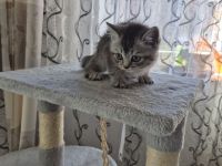 Süse BKH Kitten zuverkaufen