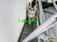 Süse BKH Kitten zuverkaufen