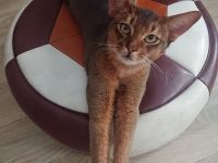 Abissinier Kater jung und dynamisch