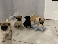 Mops Welpen Reinrassig